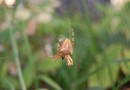 Araneus diadematus